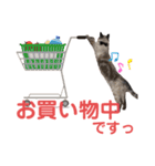 保護猫マロン好日スタンプ8（個別スタンプ：1）