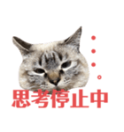 保護猫マロン好日スタンプ8（個別スタンプ：2）