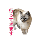 保護猫マロン好日スタンプ8（個別スタンプ：3）