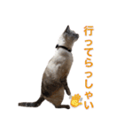 保護猫マロン好日スタンプ8（個別スタンプ：4）