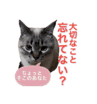 保護猫マロン好日スタンプ8（個別スタンプ：6）