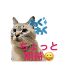 保護猫マロン好日スタンプ8（個別スタンプ：7）