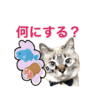 保護猫マロン好日スタンプ8（個別スタンプ：8）