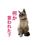 保護猫マロン好日スタンプ8（個別スタンプ：9）