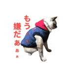 保護猫マロン好日スタンプ8（個別スタンプ：10）
