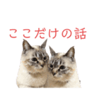 保護猫マロン好日スタンプ8（個別スタンプ：11）