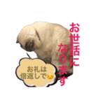 保護猫マロン好日スタンプ8（個別スタンプ：12）