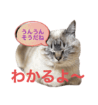 保護猫マロン好日スタンプ8（個別スタンプ：15）