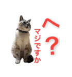 保護猫マロン好日スタンプ8（個別スタンプ：16）