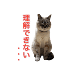 保護猫マロン好日スタンプ8（個別スタンプ：18）