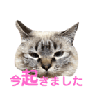 保護猫マロン好日スタンプ8（個別スタンプ：19）