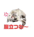 保護猫マロン好日スタンプ8（個別スタンプ：20）