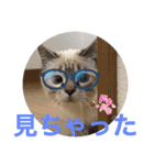 保護猫マロン好日スタンプ8（個別スタンプ：21）