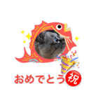 保護猫マロン好日スタンプ8（個別スタンプ：23）