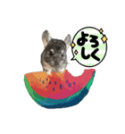 チンチラまるちゃん（個別スタンプ：11）