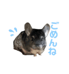 チンチラまるちゃん（個別スタンプ：12）