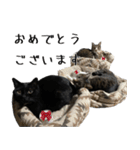 くろみやこーちゃんの実写ねこスタンプ2（個別スタンプ：1）