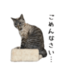 くろみやこーちゃんの実写ねこスタンプ2（個別スタンプ：10）