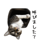 くろみやこーちゃんの実写ねこスタンプ2（個別スタンプ：30）