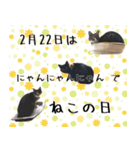 くろみやこーちゃんの実写ねこスタンプ2（個別スタンプ：40）