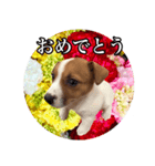 うちの可愛いわんこJ（個別スタンプ：1）