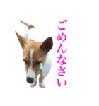 うちの可愛いわんこJ（個別スタンプ：5）