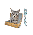 ねこ★デザインスタンプ2（個別スタンプ：18）