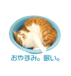 ねこ★デザインスタンプ2（個別スタンプ：20）