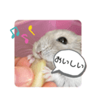 うちのかむジロースタンプ②（個別スタンプ：1）