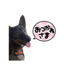 dadaダダ（個別スタンプ：4）