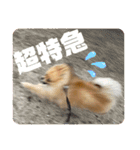 僕ちゃちゃまる（個別スタンプ：7）