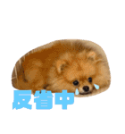 僕ちゃちゃまる（個別スタンプ：10）