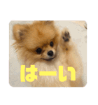 僕ちゃちゃまる（個別スタンプ：12）