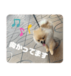 僕ちゃちゃまる（個別スタンプ：13）
