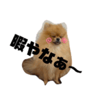 僕ちゃちゃまる（個別スタンプ：14）