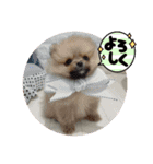 僕ちゃちゃまる（個別スタンプ：18）