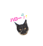 猫のしーちゃんのスタンプ（個別スタンプ：2）