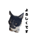 猫のしーちゃんのスタンプ（個別スタンプ：4）