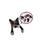 猫のしーちゃんのスタンプ（個別スタンプ：5）