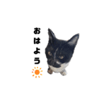 猫のしーちゃんのスタンプ（個別スタンプ：6）