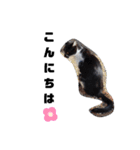 猫のしーちゃんのスタンプ（個別スタンプ：7）