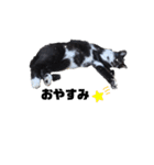 猫のしーちゃんのスタンプ（個別スタンプ：9）