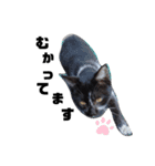 猫のしーちゃんのスタンプ（個別スタンプ：10）