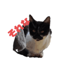 猫のしーちゃんのスタンプ（個別スタンプ：11）