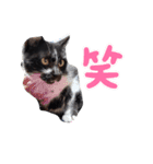 猫のしーちゃんのスタンプ（個別スタンプ：13）