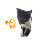 猫のしーちゃんのスタンプ（個別スタンプ：17）