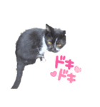 猫のしーちゃんのスタンプ（個別スタンプ：18）