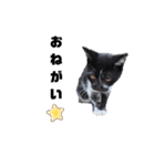 猫のしーちゃんのスタンプ（個別スタンプ：19）