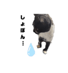 猫のしーちゃんのスタンプ（個別スタンプ：20）