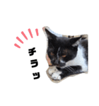 猫のしーちゃんのスタンプ（個別スタンプ：23）